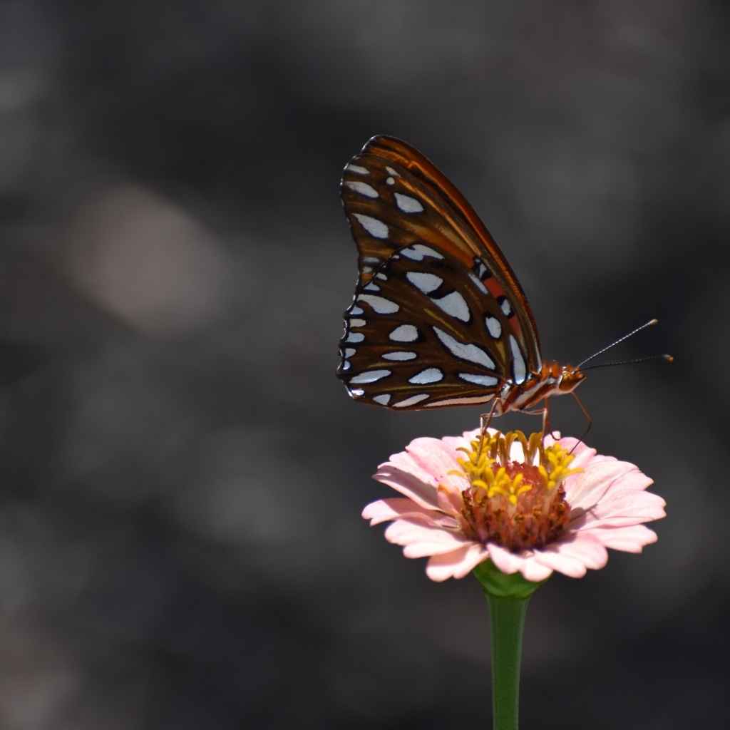 Бабочка сидит на розовом цветке циннии