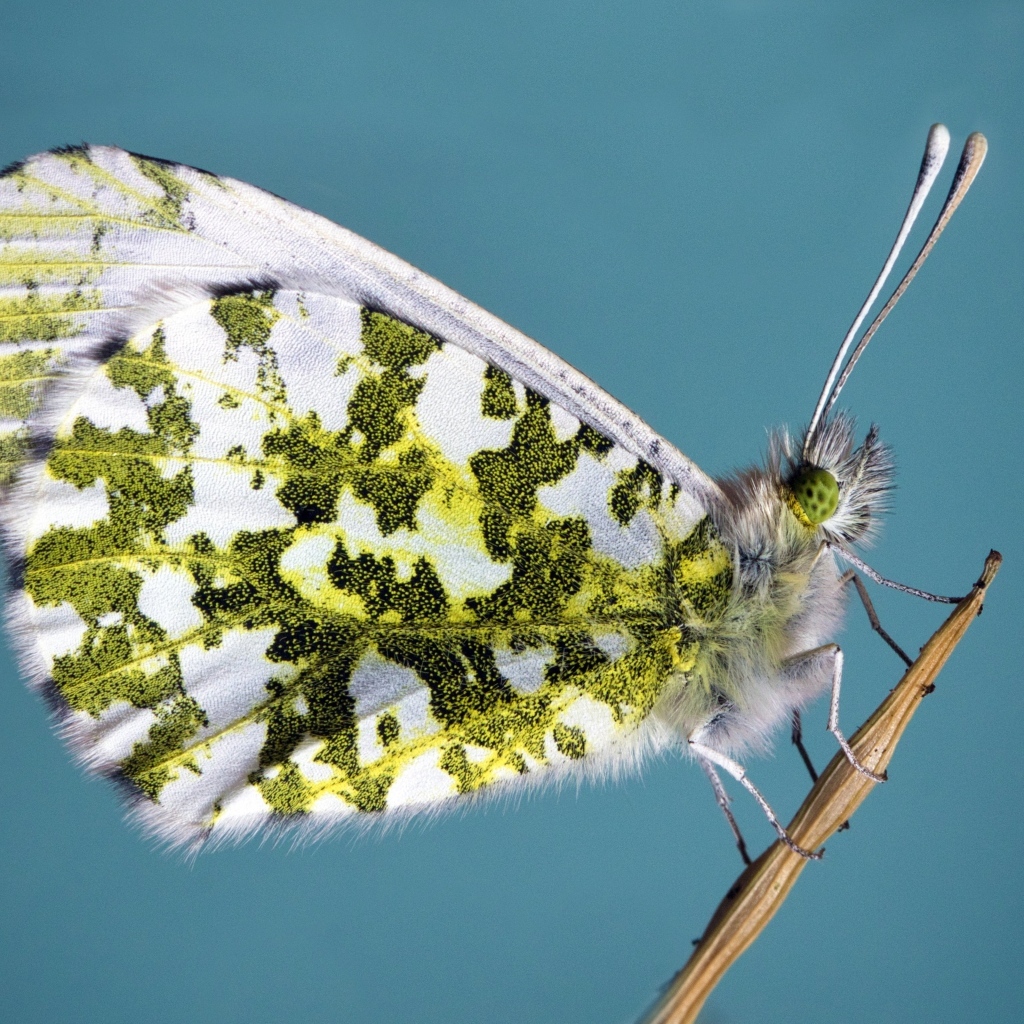 Бабочка сидит на стебле на голубом фоне