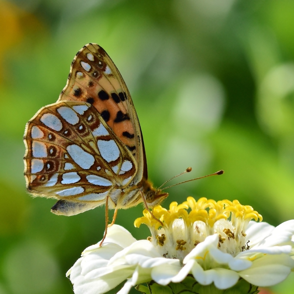 Бабочка сидит на белом цветке циннии