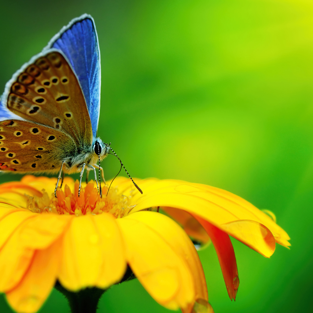 Бабочка сидит на оранжевом цветке крупным планом