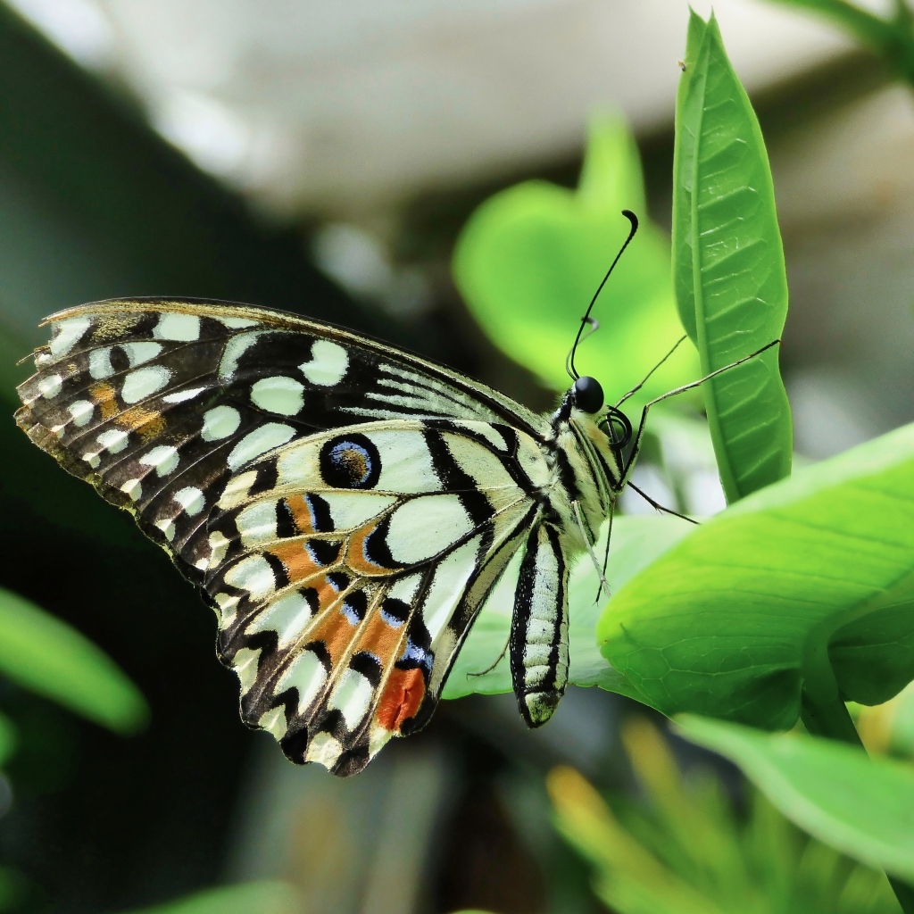 Бабочка махаон сидит на зеленом листке