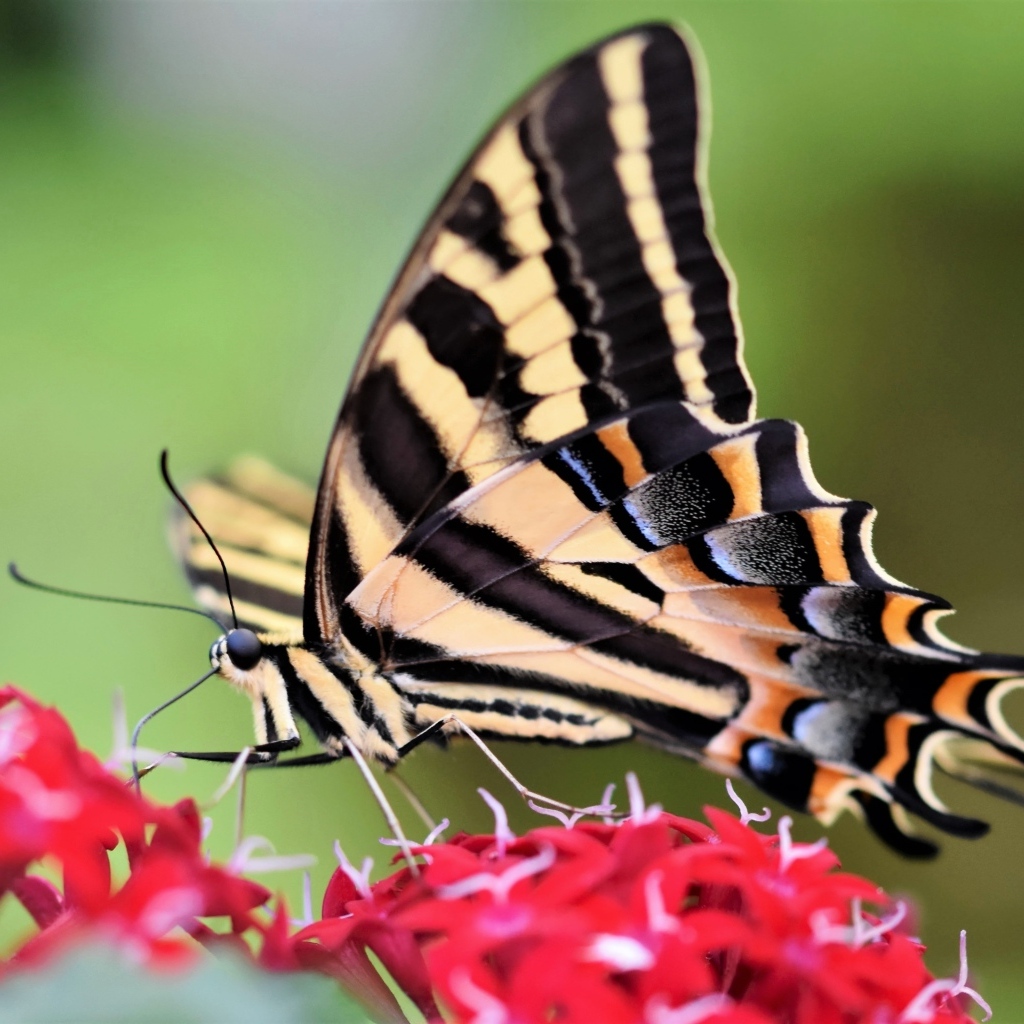 Бабочка махаон сидит на красном цветке