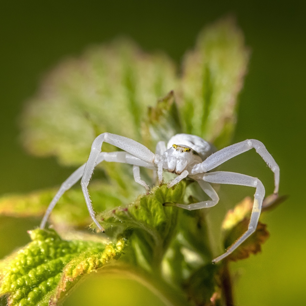 Крабовый паук золотарник на зеленом листке