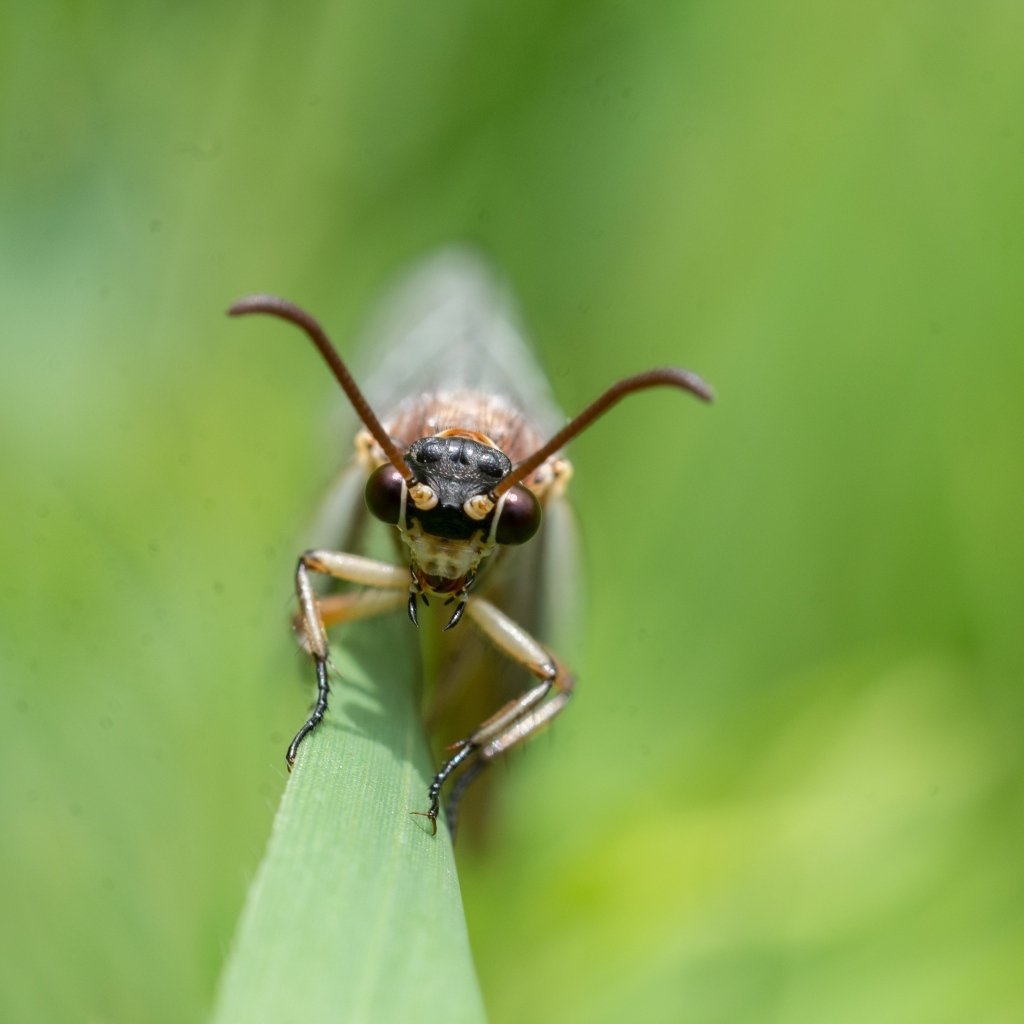 Лицо стрекозы крупным планом