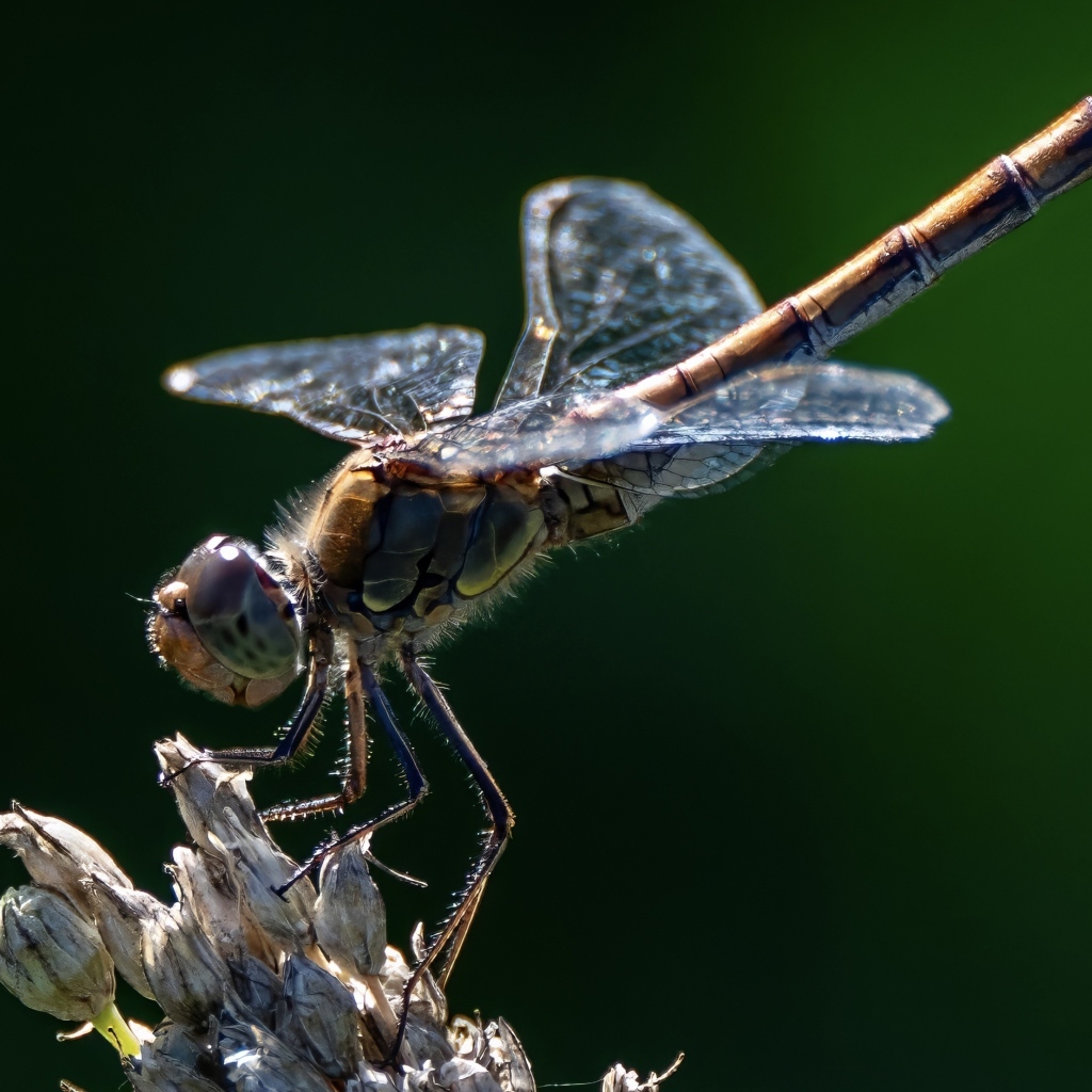 Стрекоза на сухом растении крупным планом