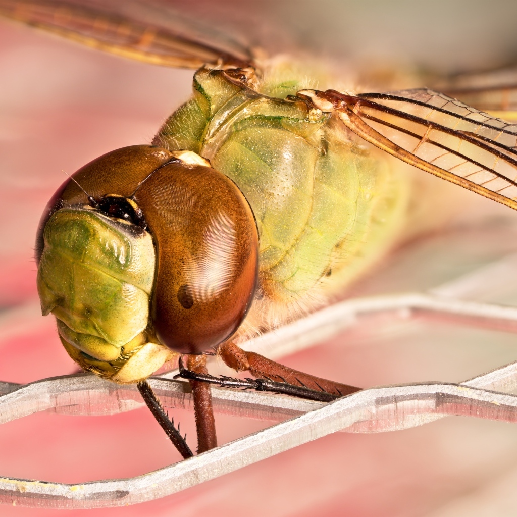 Стрекоза на железной сетке крупным планом