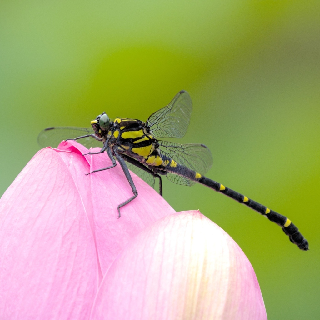 Стрекоза на розовом цветке лотоса