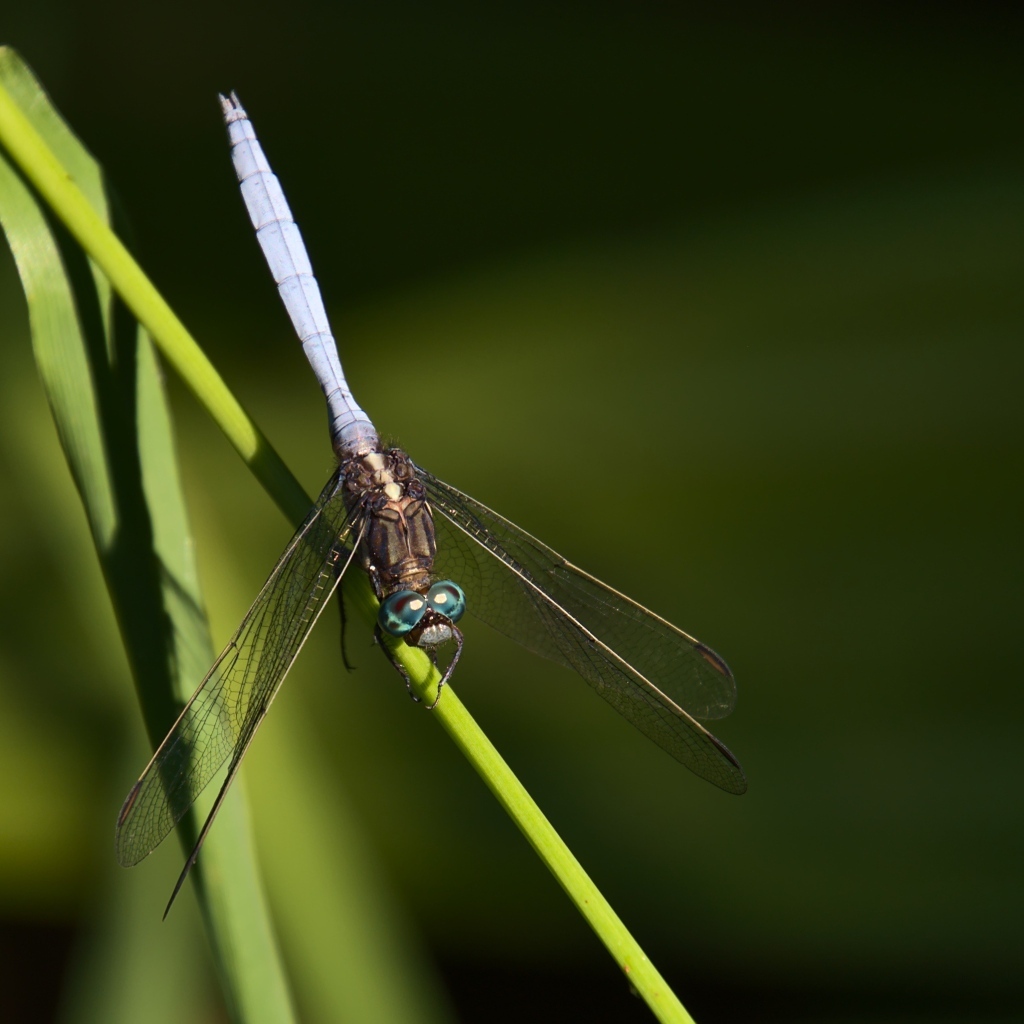 Стрекоза сидит на зеленом листке