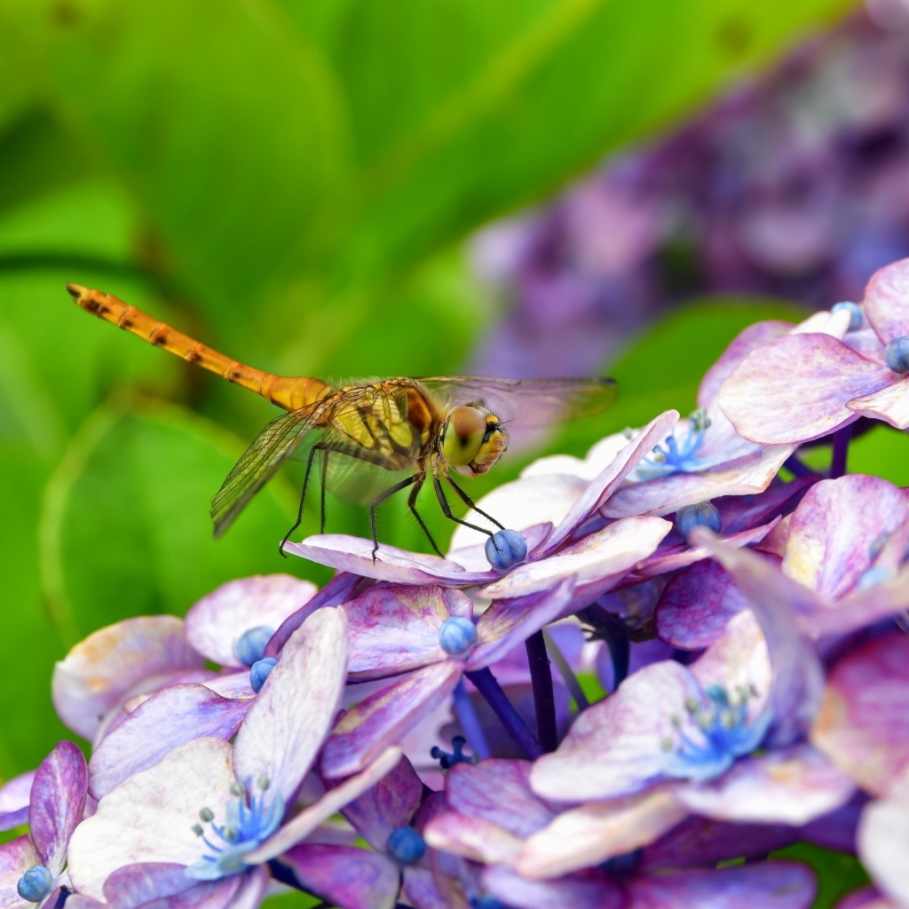 Стрекоза сидит на цветке гортензии