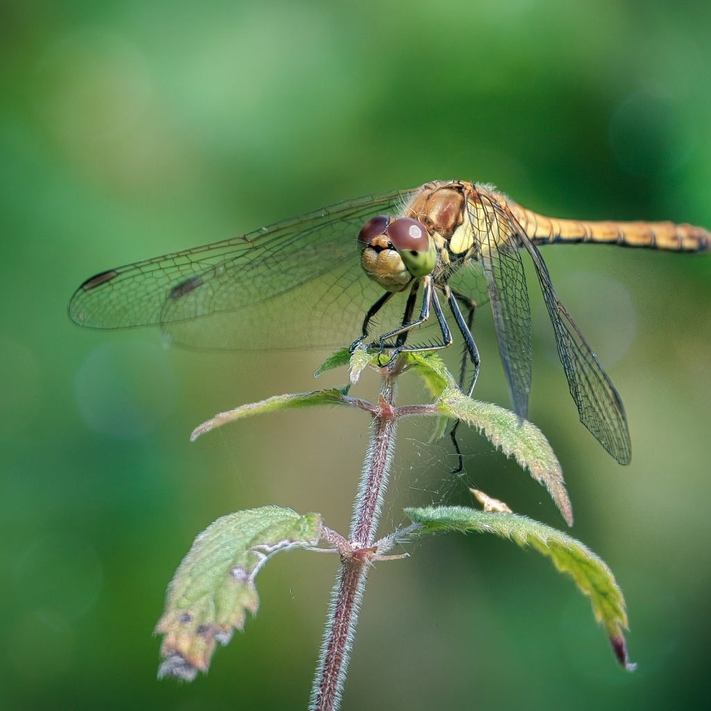 Стрекоза сидит на растении с зелеными листьями 