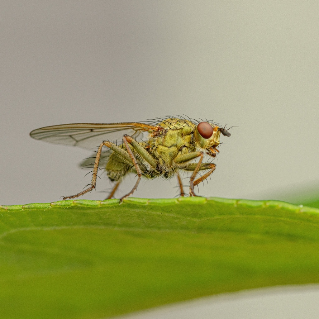 Зеленая муха сидит на листке