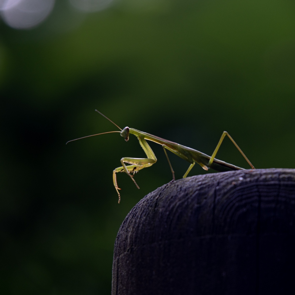 Зеленый богомол стоит на камне