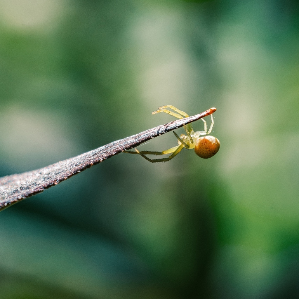 Зеленый паук висит на листе