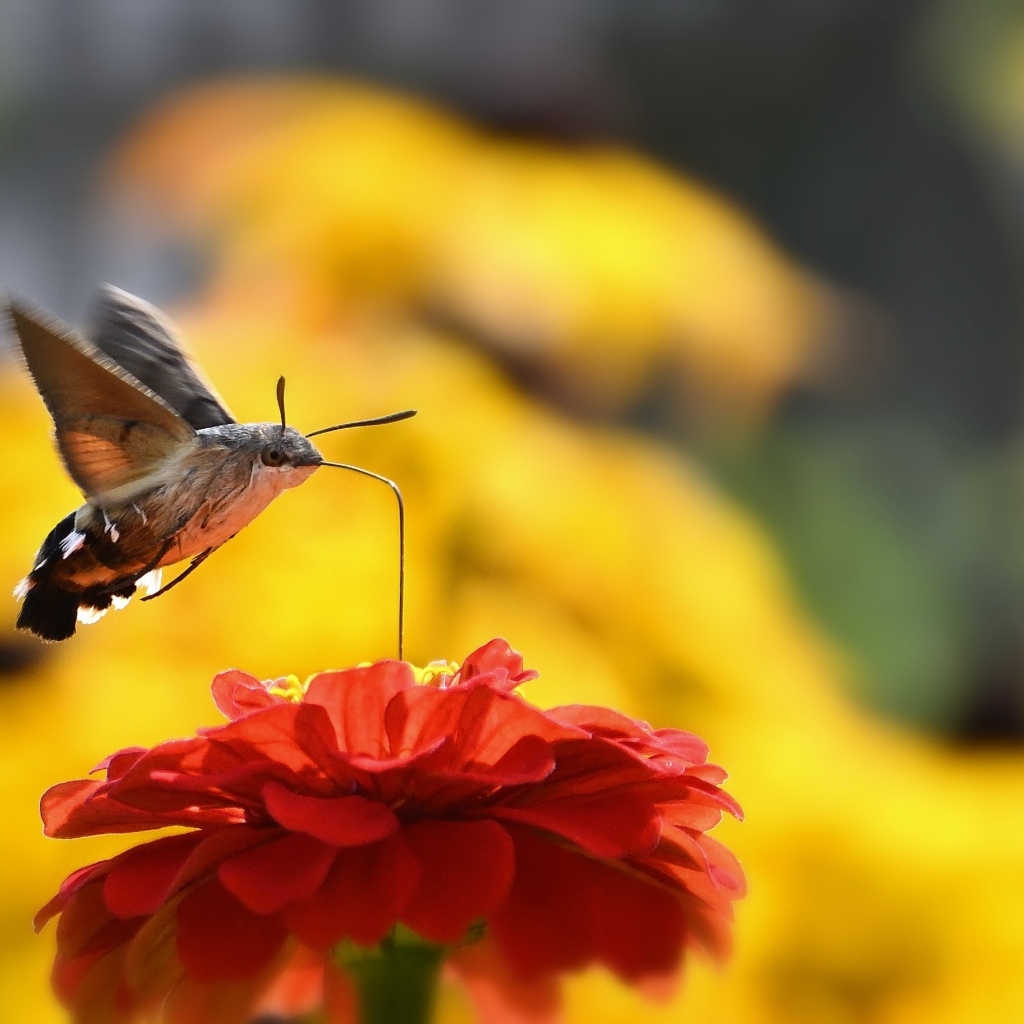 Насекомое бражник над цветком циннии