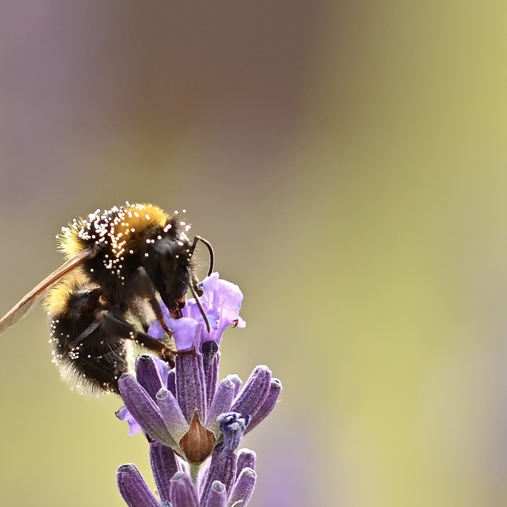 Пчела медонос сидит на цветке