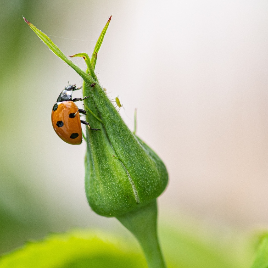 Божья коровка сидит на бутоне розы