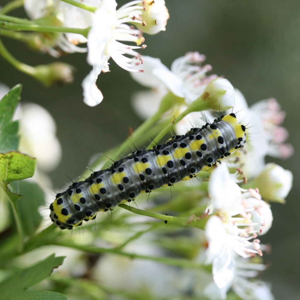 Большая гусеница на ветке с белыми цветами вишни