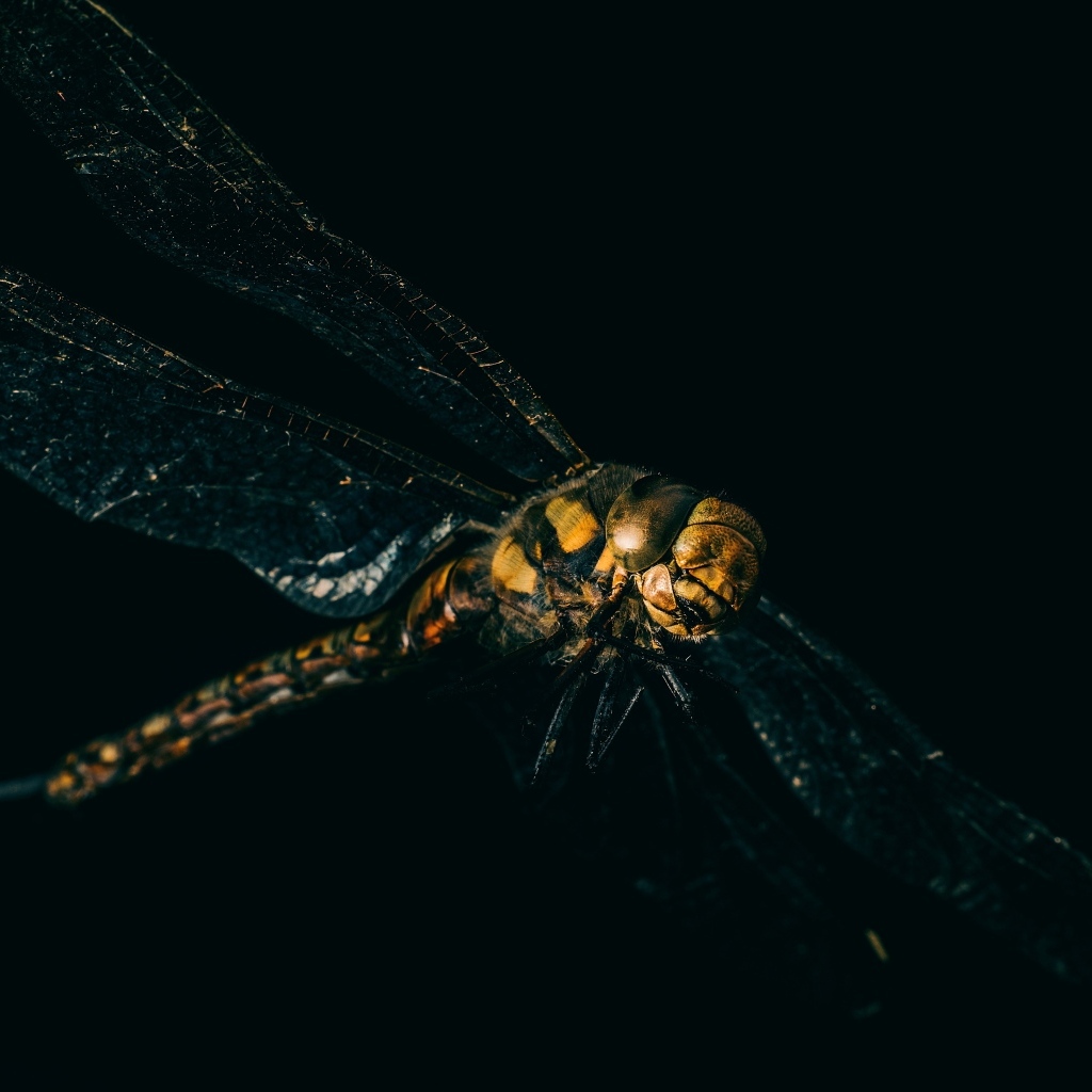 Большая стрекоза на черном фоне крупным планом 