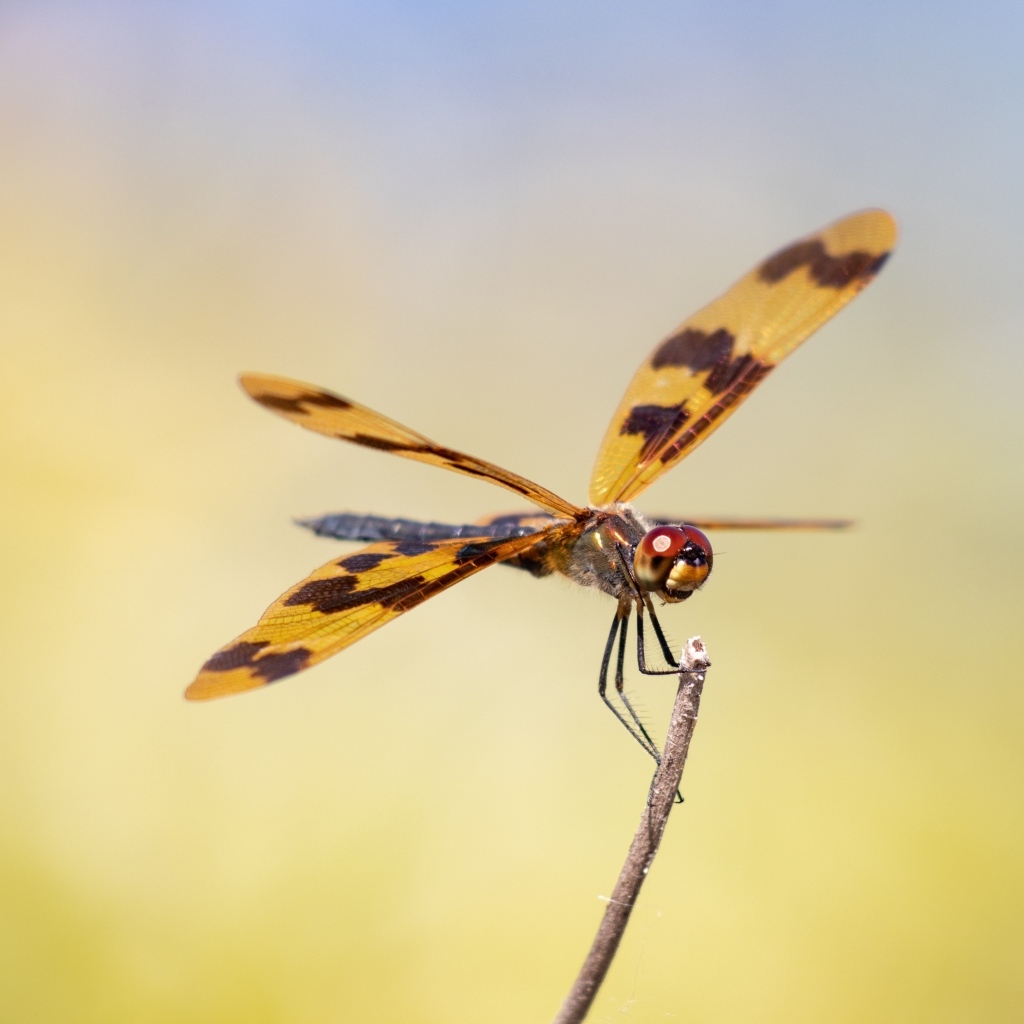 Большая стрекоза сидит на ветке крупным планом