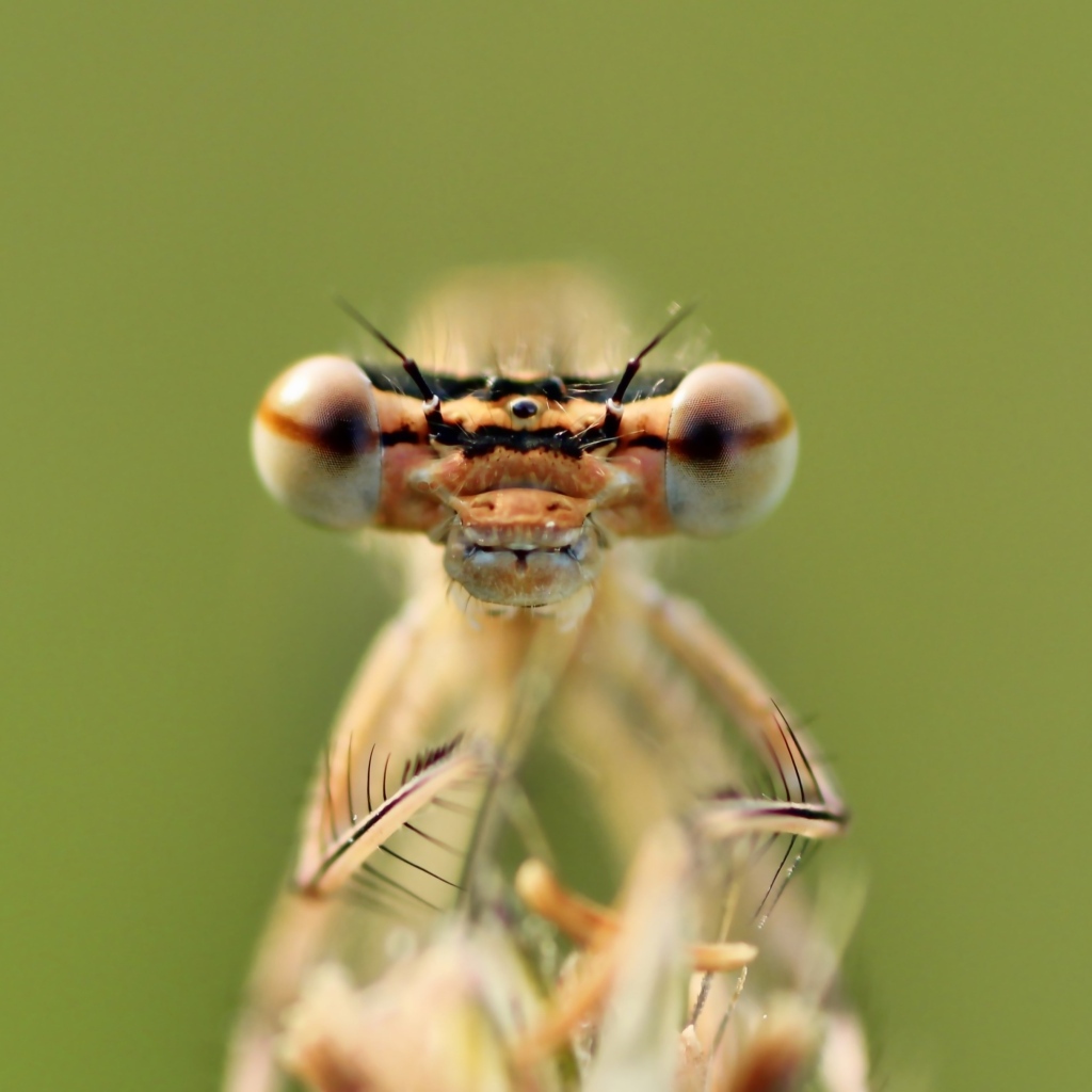 Большие глаза стрекозы крупным планом