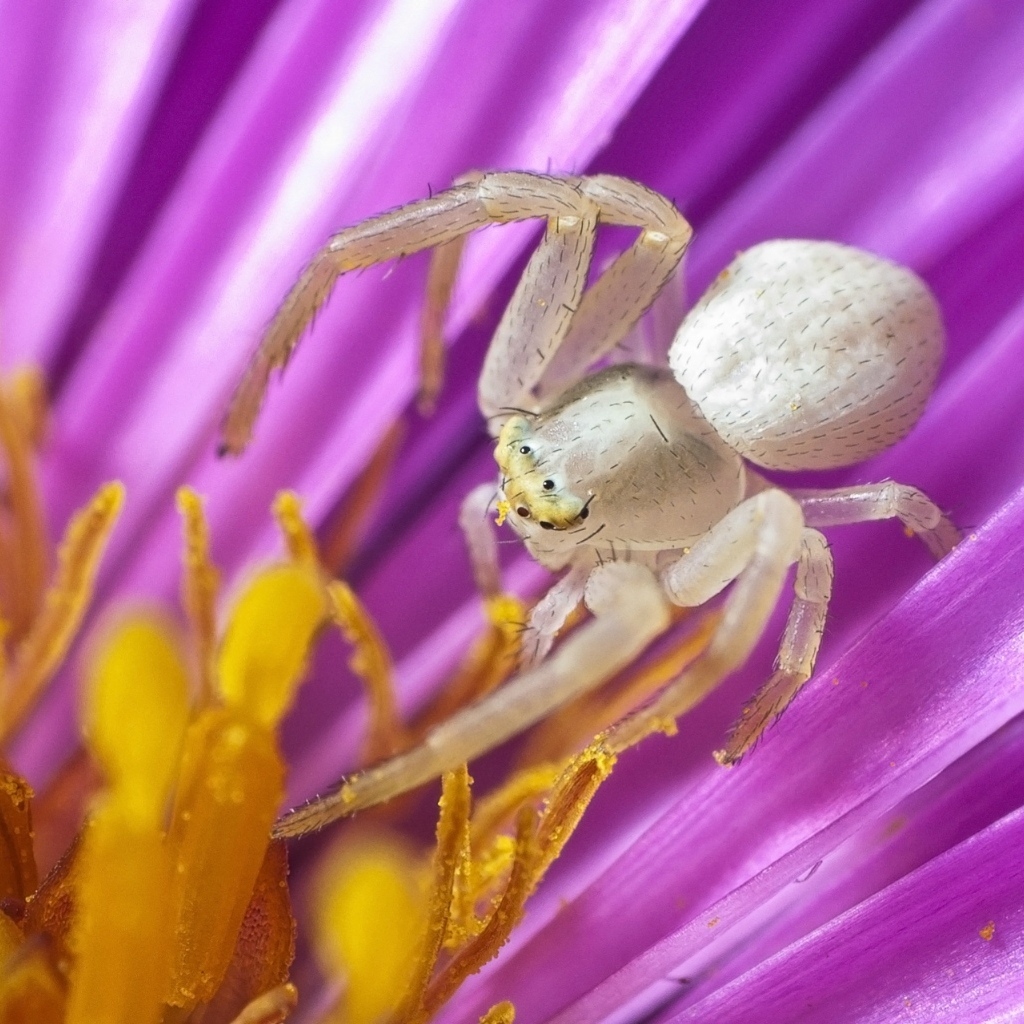 Большой серый паук в середине цветка тюльпана