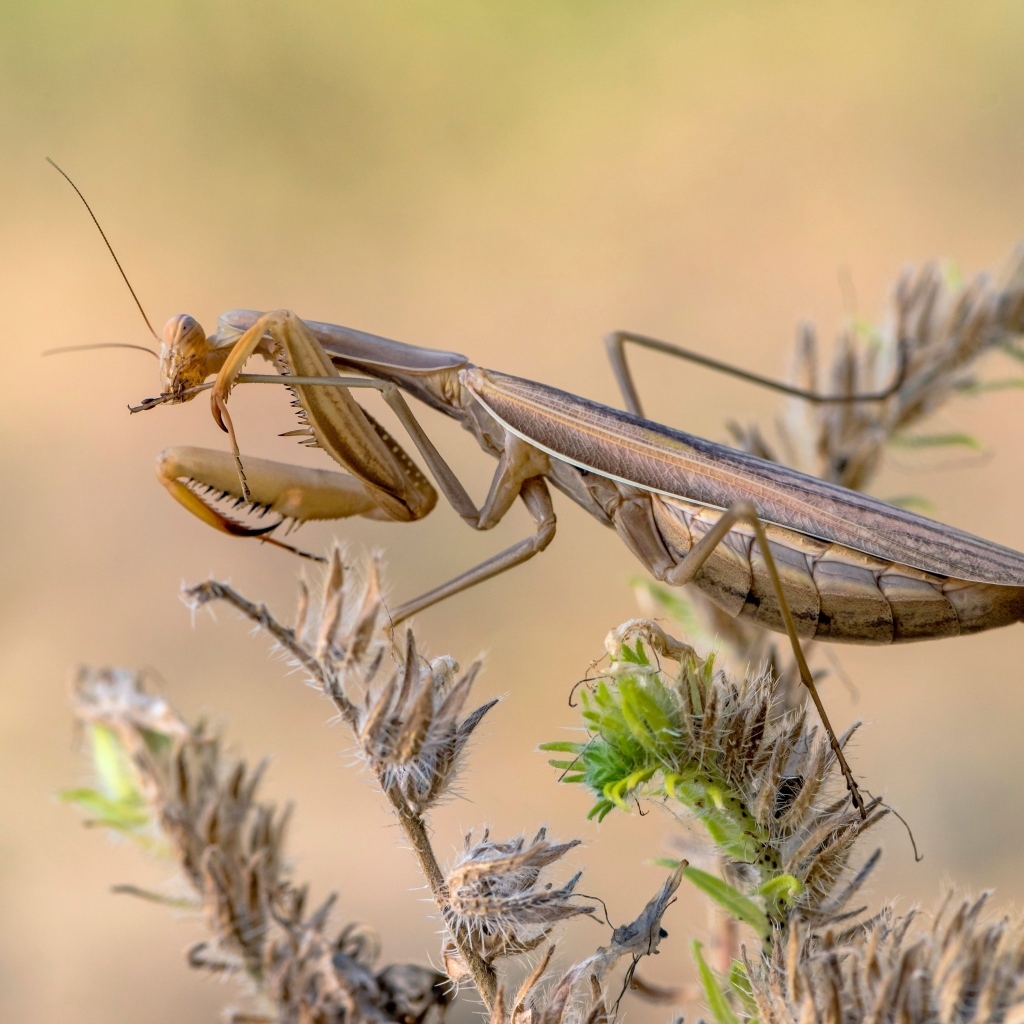Большой богомол сидит на растении