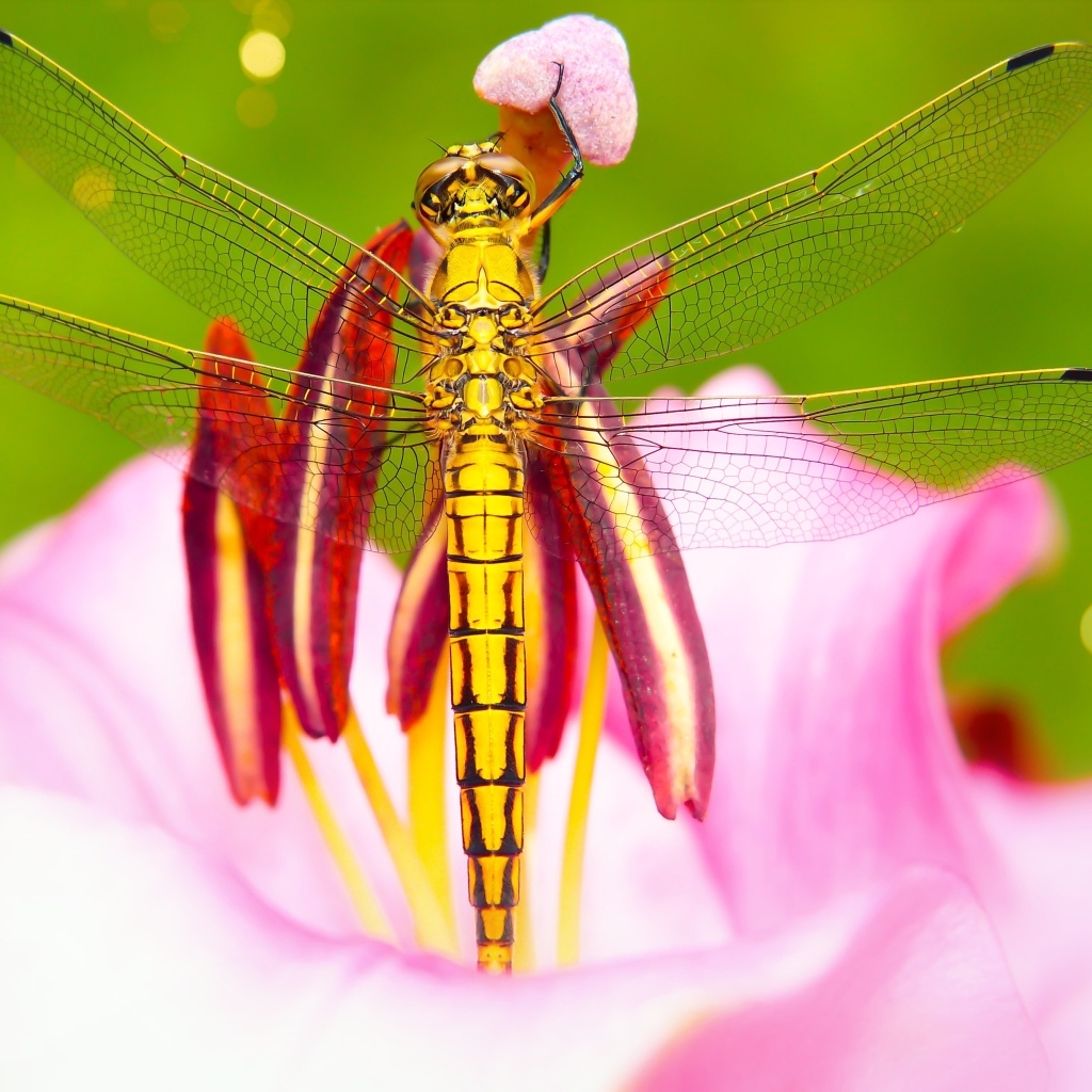 Большая желтая стрекоза на розовом цветке лилии