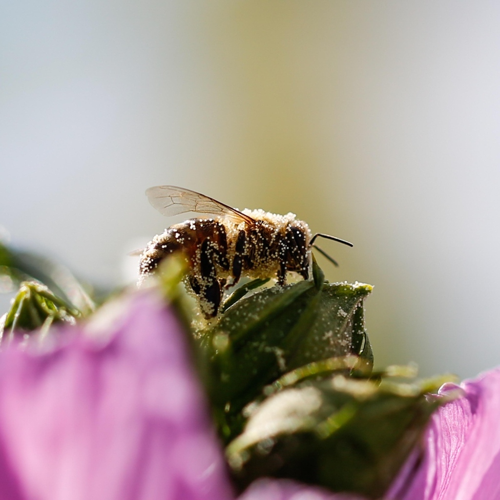 Маленькая пчела  в пыльце на цветке