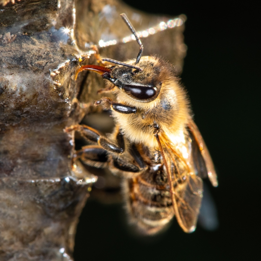 Маленькая пчела на черном фоне