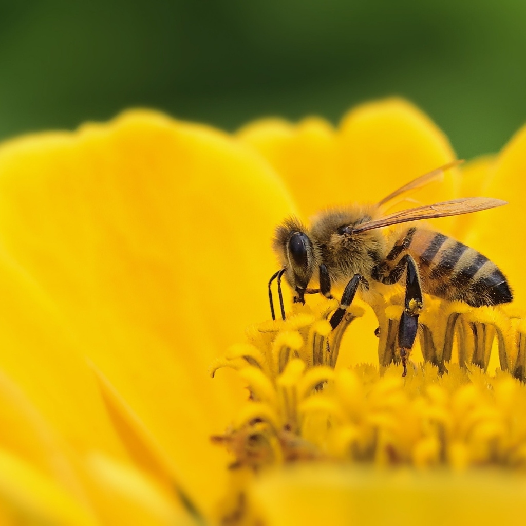 Маленькая пчела на желтом цветке циннии 