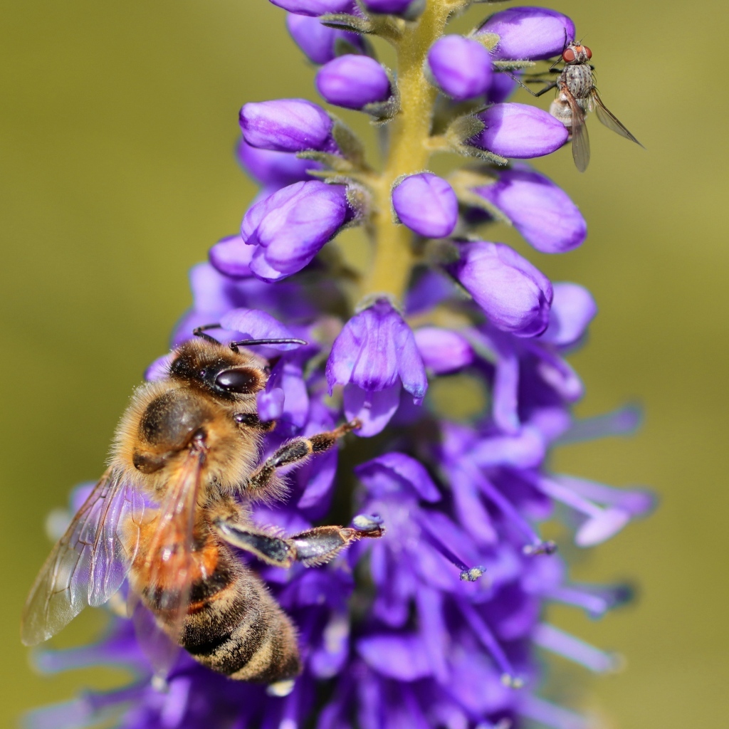Маленькая пчела сидит на фиолетовом цветке