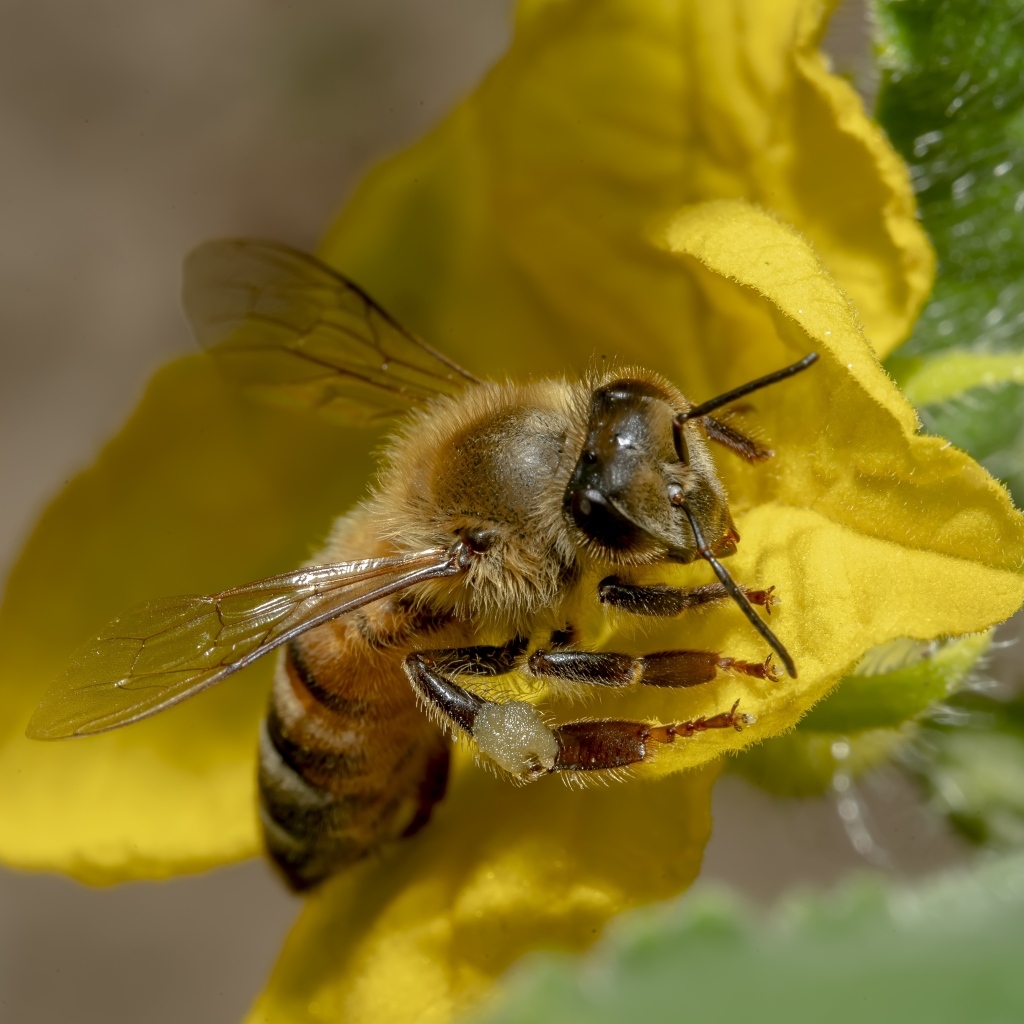 Маленькая пчела сидит на желтом цветке