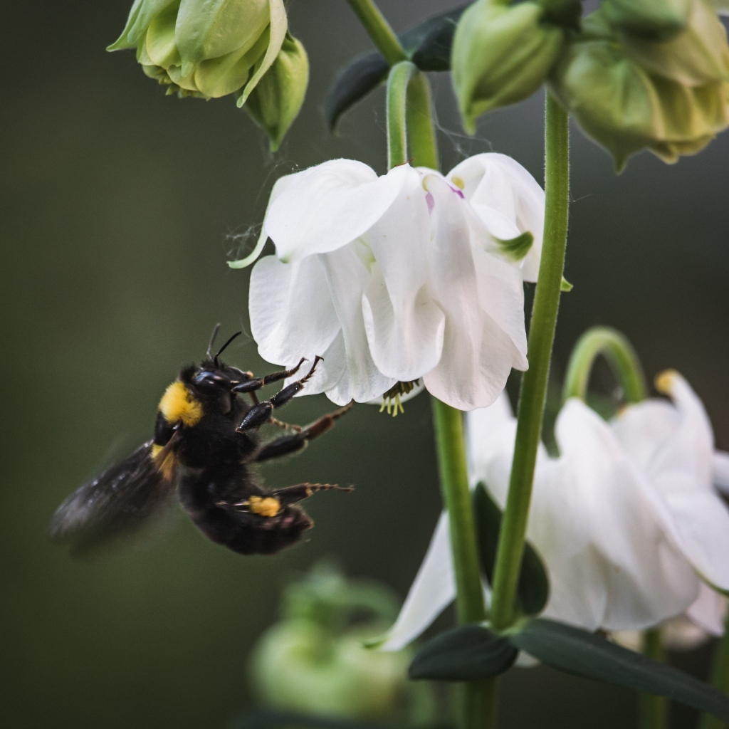 Маленький шмель у белых цветов