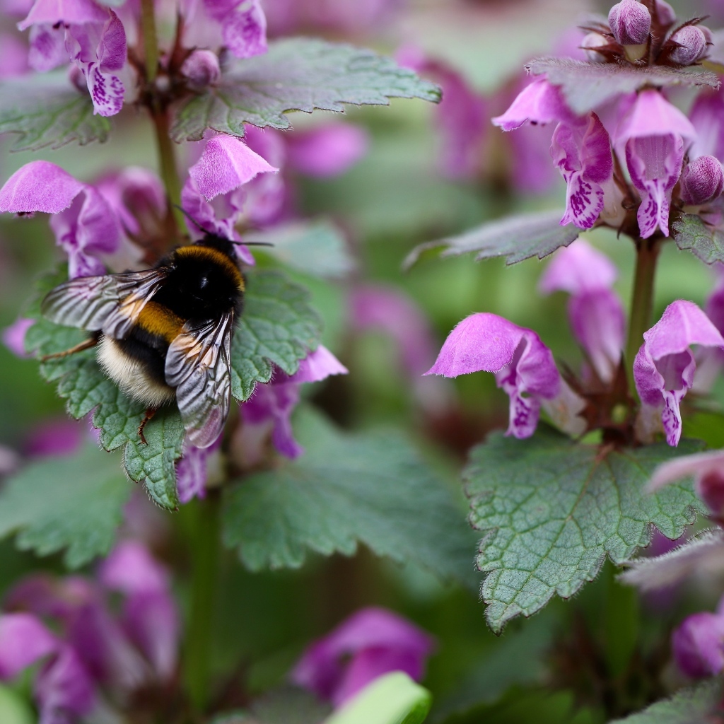 Маленький шмель на розовых цветах крапивы