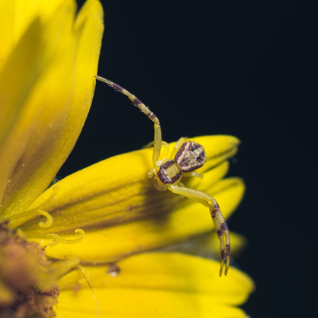 Маленький крабовый паук на желтом цветке 