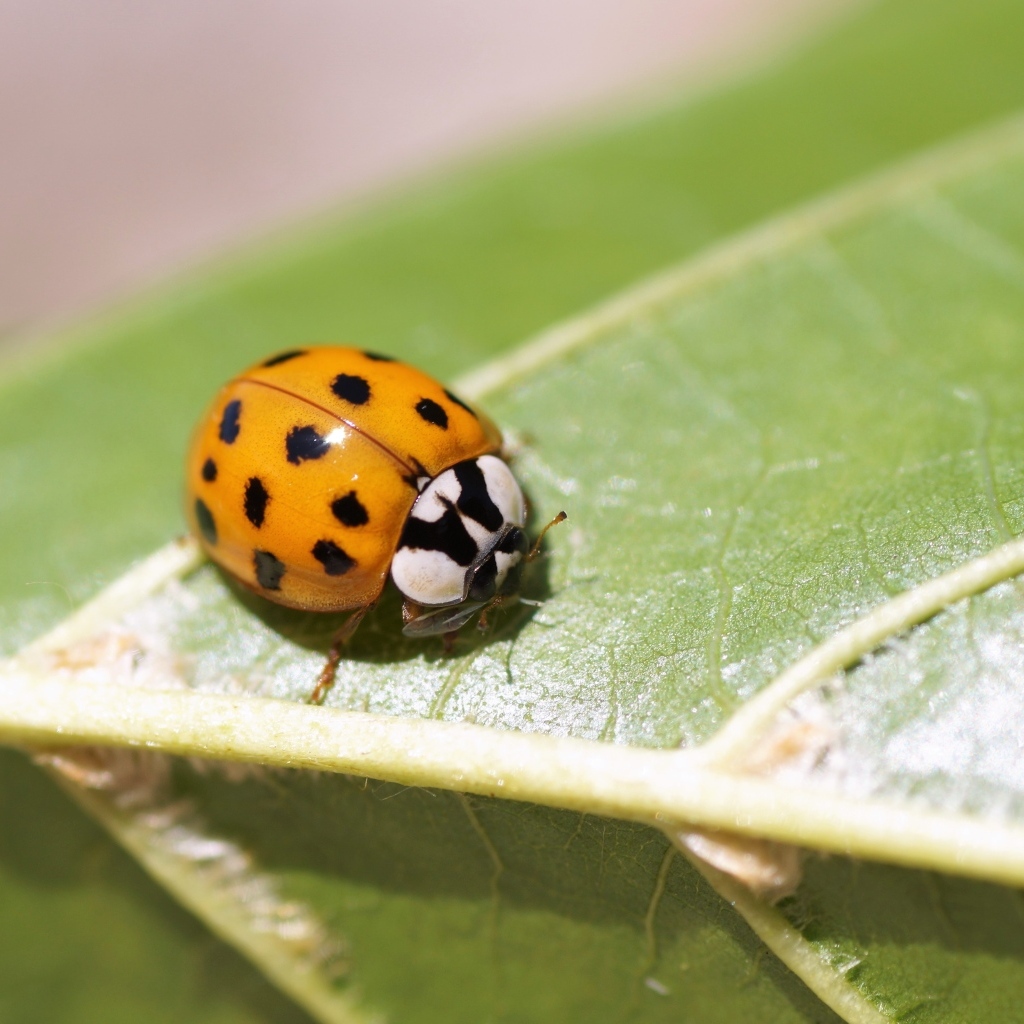 Маленькая божья коровка на зеленом листе