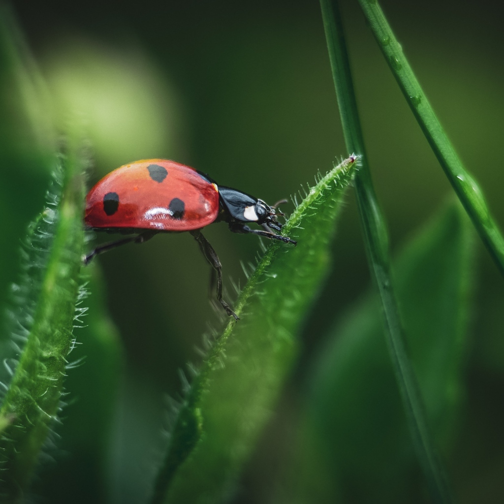 Маленькая красная божья коровка сидит на траве