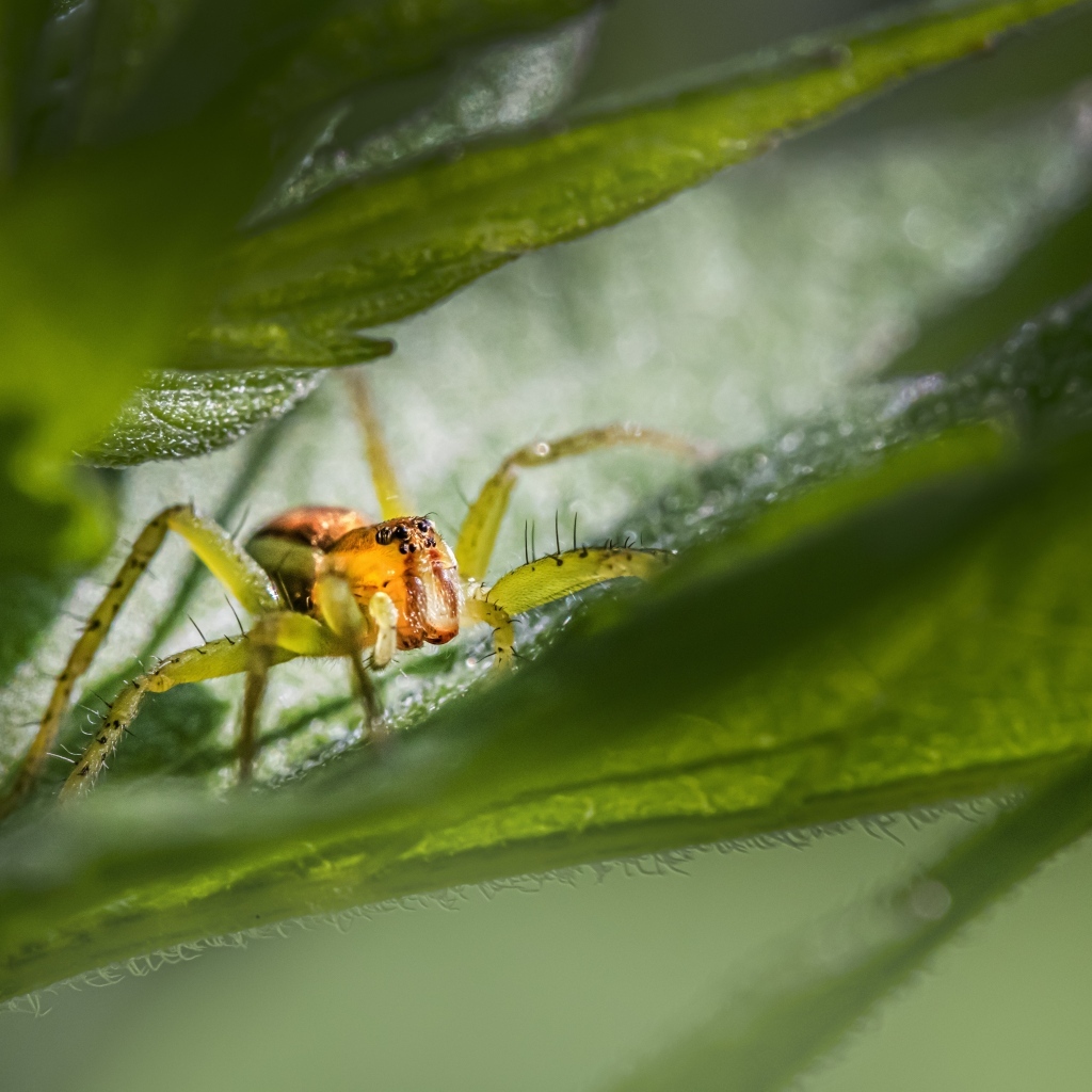Маленький паук прячется в зеленых листьях