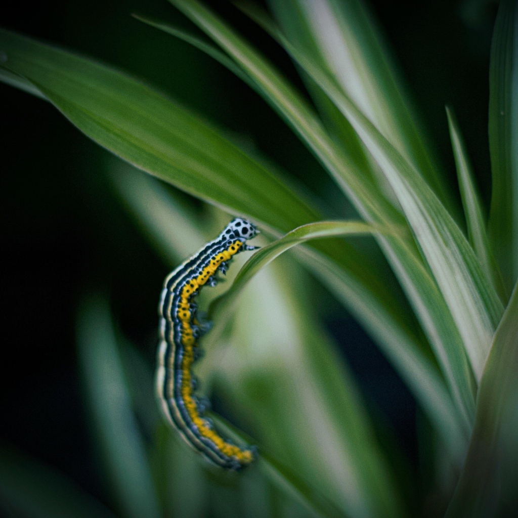 Разноцветная гусеница на зеленой траве
