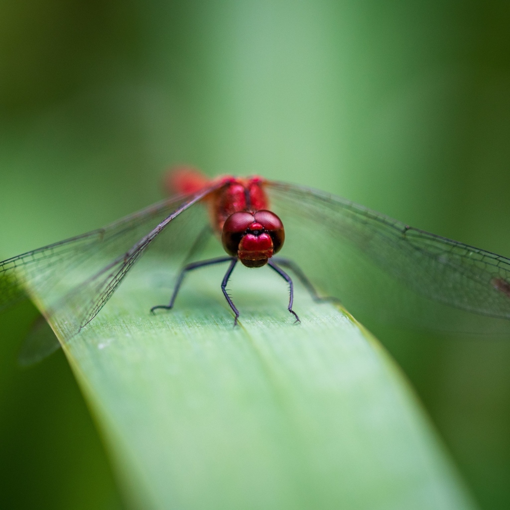 Красная стрекоза с прозрачными крыльями на зеленом листке