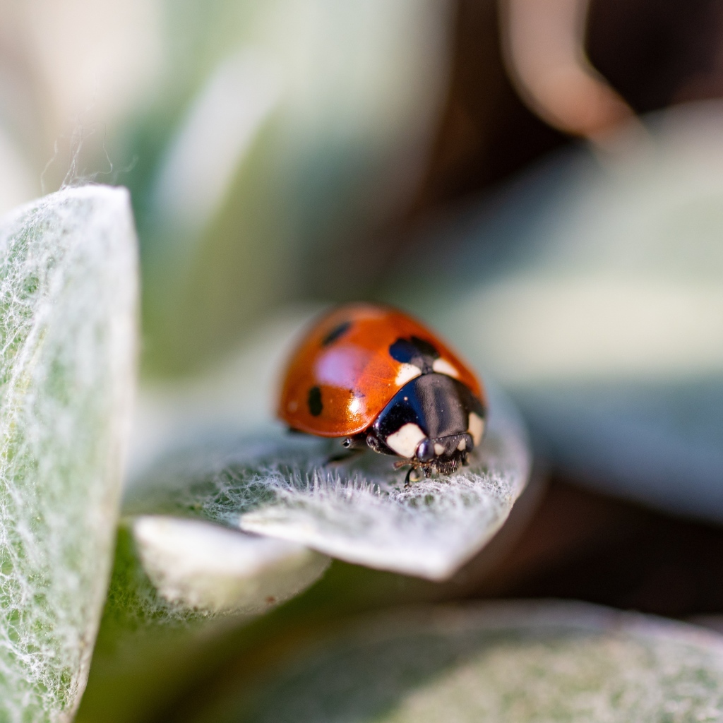 Красная божья коровка сидит на зеленом листке