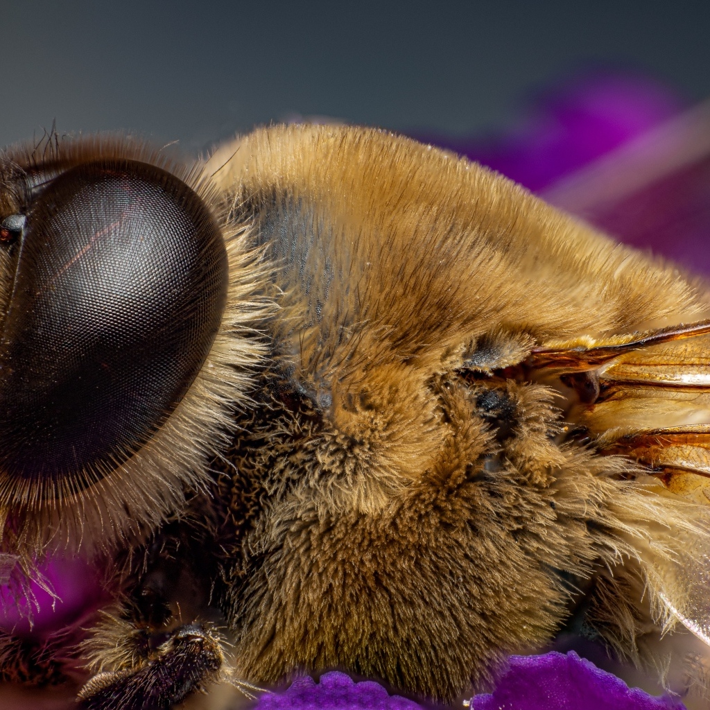 Лохматая пчела на цветке крупным планом