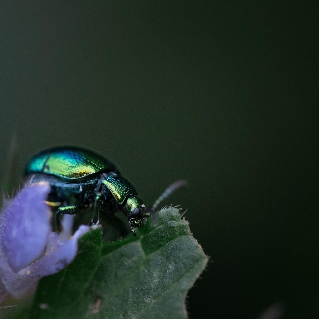 Блестящий зеленый жук сидит на листе