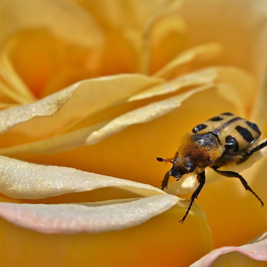 Маленький жук на цветке розы