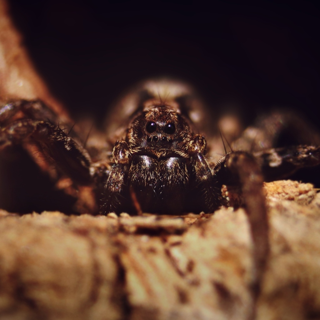 Паук крупным планом на черном фоне