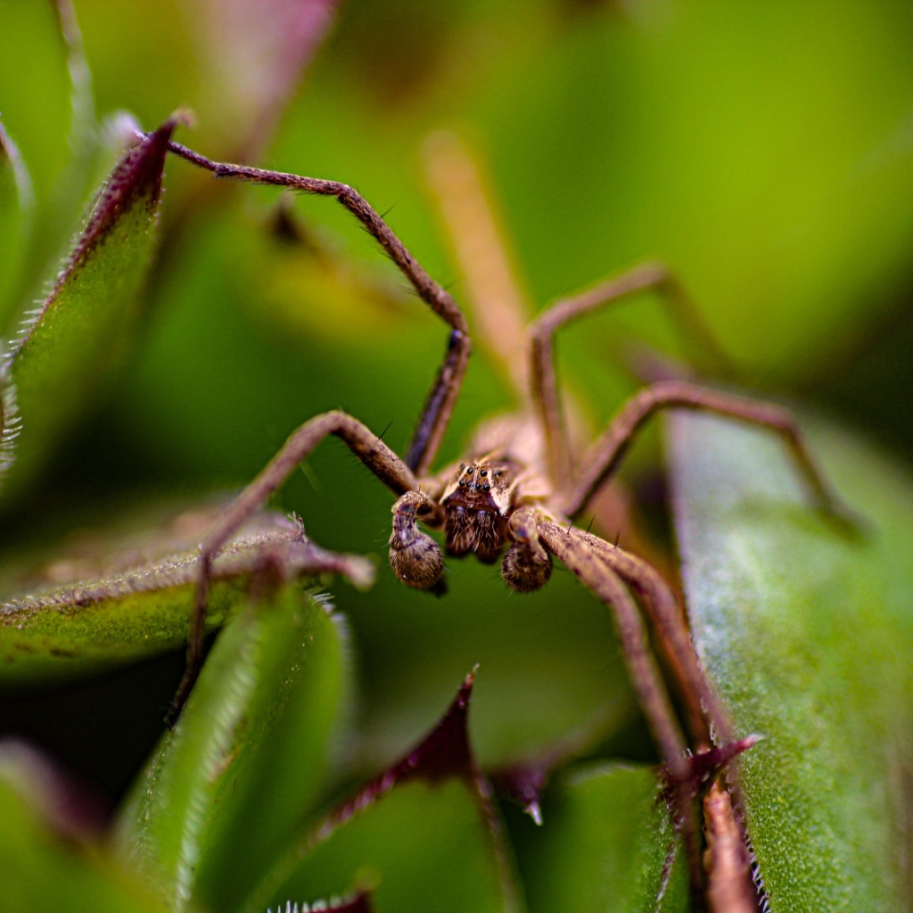 Паук прячется в зеленых листьях