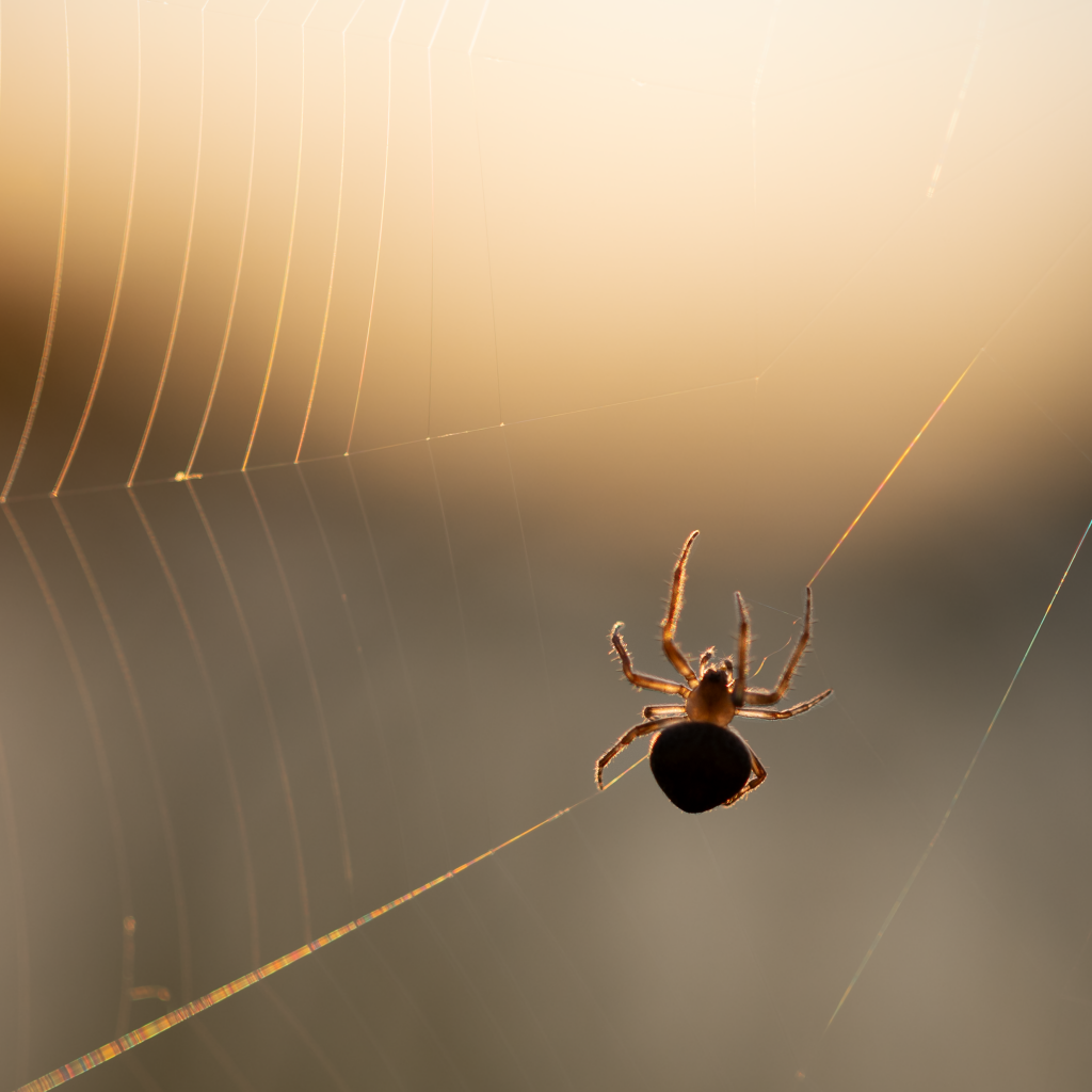 Паук на паутине в лучах солнца