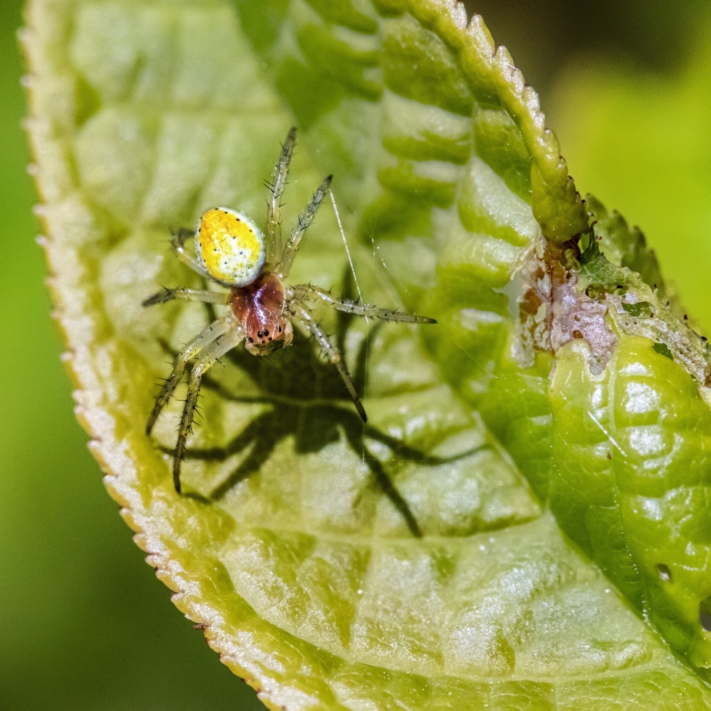 Паук плетет паутину на зеленом листке