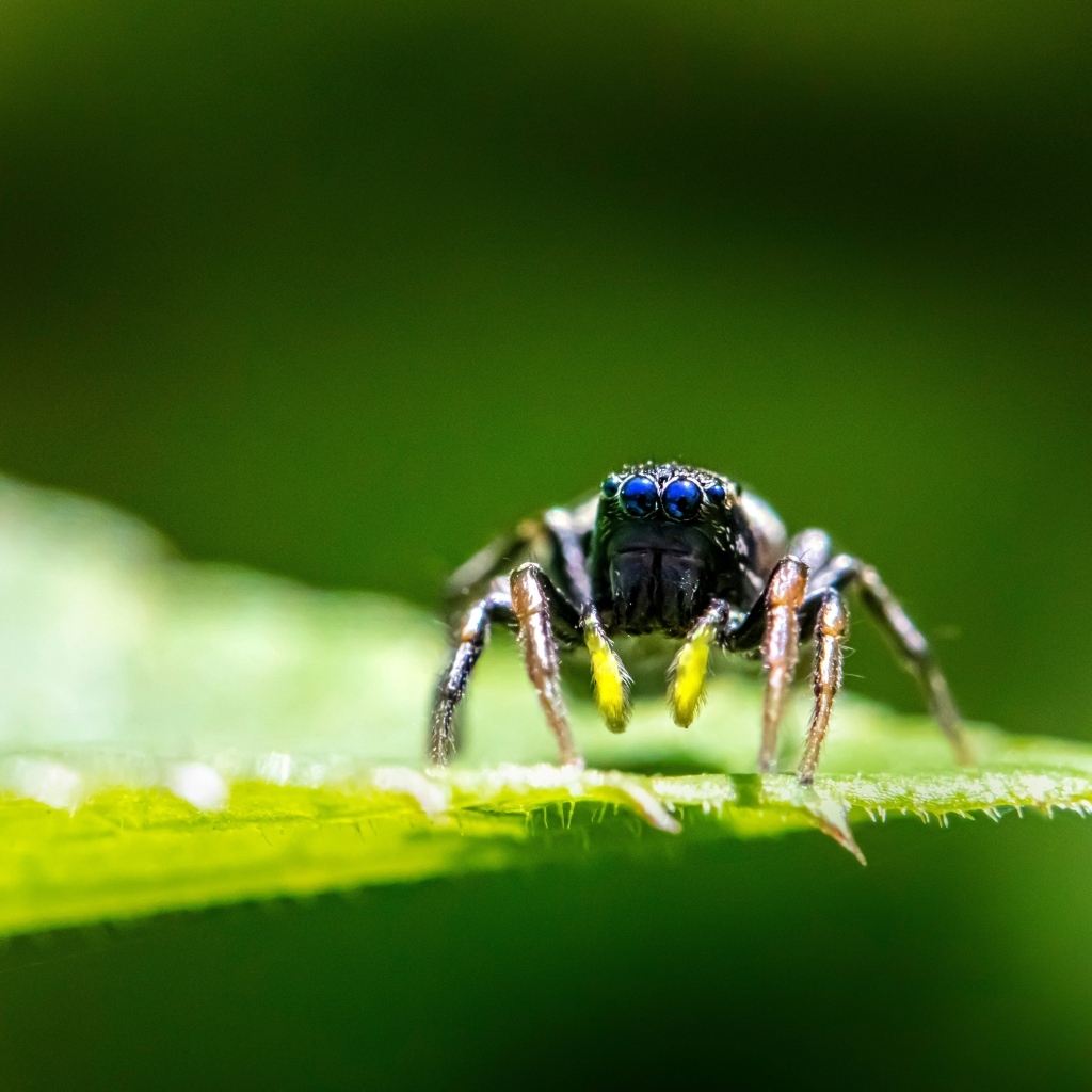 Паук с большими черными глазами на листе