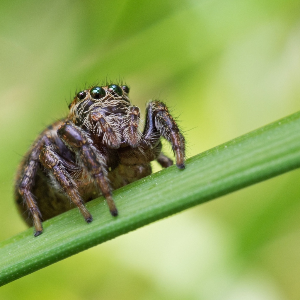 Паук с большими глазами на зеленом листке